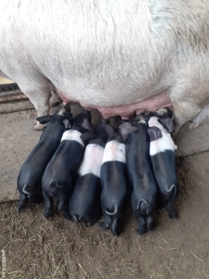 vând scroafa cu purcei de 1 luna foarte mancaciosi  crescuți natural  în propria gospodarie 