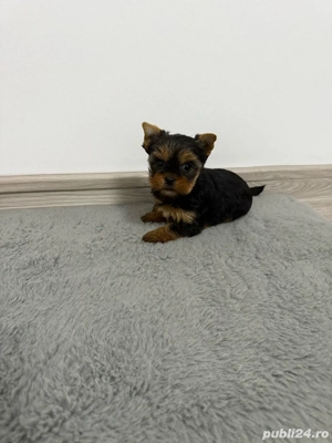 yorkshire de vanzare - imagine 3