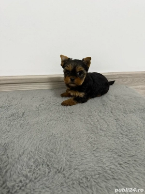 yorkshire de vanzare