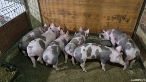 disponibili purcei pietrain belgian chelios 