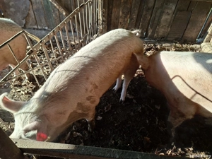 vand porci - imagine 4