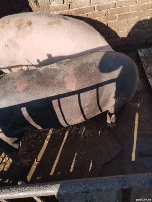 porci de vînzare  - imagine 2