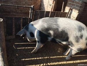 porci de vînzare  - imagine 4