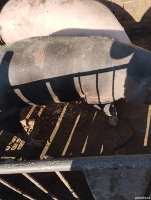 porci de vînzare  - imagine 5