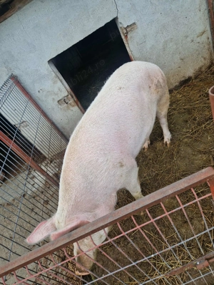 Porc de vânzare  - imagine 2