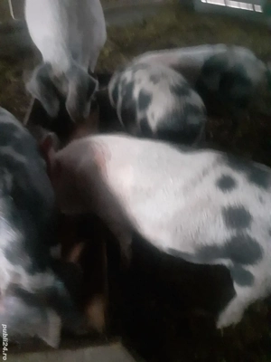 vând porci de sacrificat crescuti bio in propria gospodarie  - imagine 3