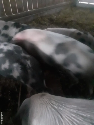 vând porci de sacrificat crescuti bio in propria gospodarie  - imagine 4