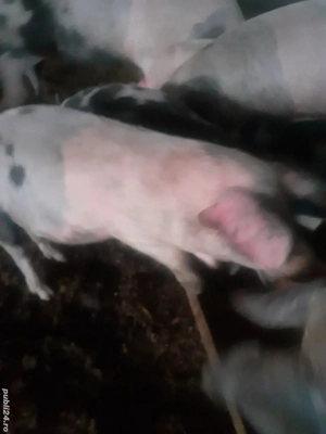 vând porci de sacrificat crescuti bio in propria gospodarie  - imagine 2