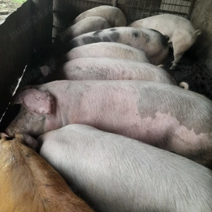 Porci pentru Craciun 