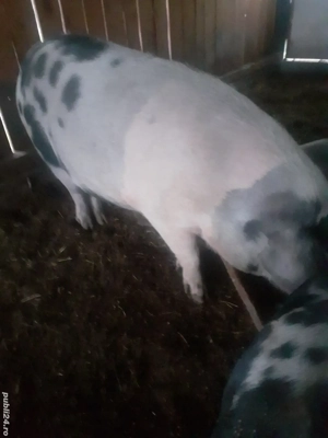 vând porci de sacrificat crescuti bio in propria gospodarie  - imagine 5