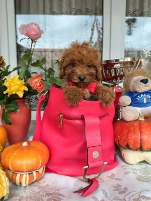Caniche toy roșcat cu certificat pedigree 