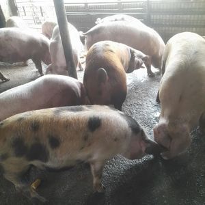 Porci de vanzare  - imagine 3