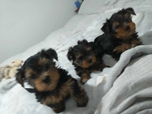 Yorkshire terrier toy de vanzare - imagine 2