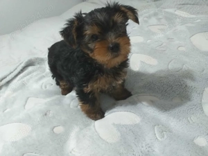 Yorkshire terrier toy de vanzare