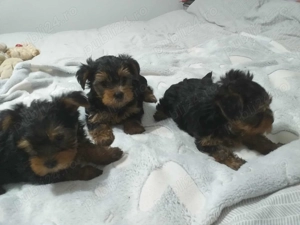 Yorkshire terrier toy de vanzare - imagine 3