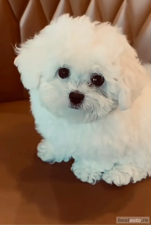 Vand bishonel talie mica 7 saptamani vaccinat si deparazitat cu carnet de sanatate rasa pura