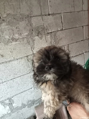 Căței bichon  - imagine 3