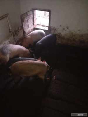 Vand purcei - imagine 2