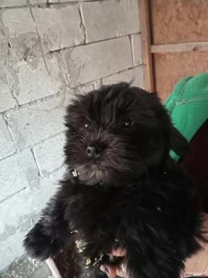 Căței bichon  - imagine 2