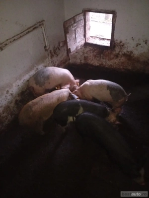 Vand purcei - imagine 3