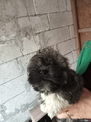 Căței bichon  - imagine 4