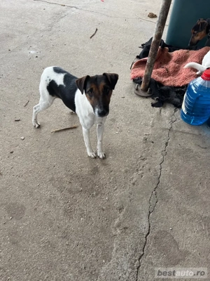 Caine Terrier - imagine 2