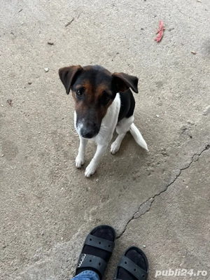 Caine Terrier - imagine 4