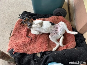 Caine Terrier - imagine 3