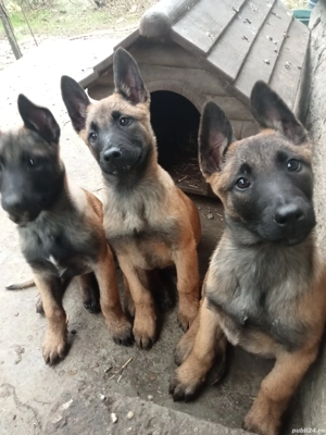 Ciobanesc belgian malinois