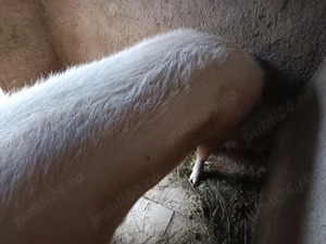 Vând porc Landras  cu greutate de 300 de kg poate 330 cu 15lei pe kg în viu  negociabil  - imagine 3