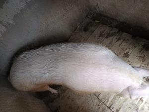 Vând porc Landras  cu greutate de 300 de kg poate 330 cu 15lei pe kg în viu  negociabil  - imagine 2