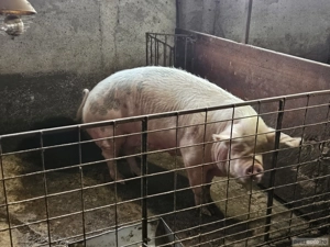 Vand scroafa  - imagine 4