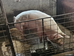 Vand scroafa  - imagine 2