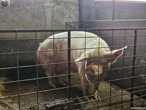 Vand scroafa  - imagine 3