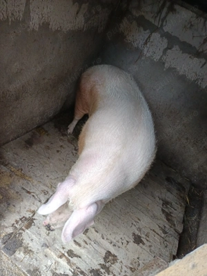 Vând porc Landras  cu greutate de 300 de kg poate 330 cu 15lei pe kg în viu  negociabil  - imagine 5