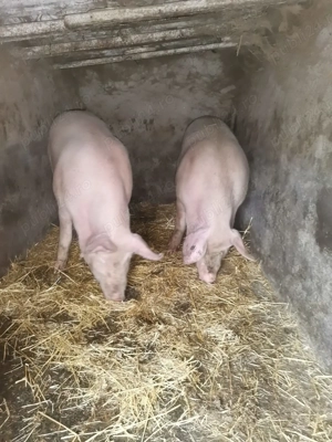 Porc de vanzare - imagine 2