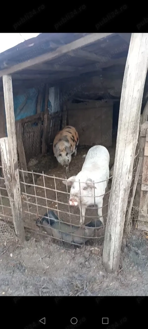 Porci de carne  - imagine 3