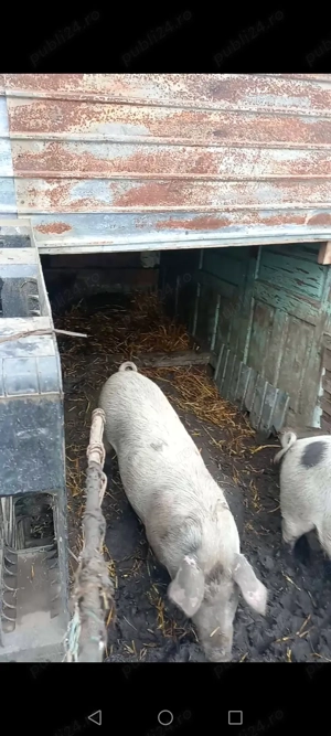 Porci de carne  - imagine 4