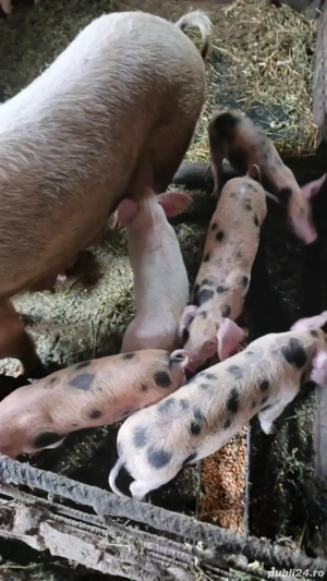 vand purcei de rasa pietran cu marele alb