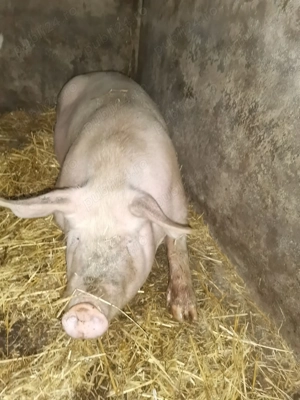Porc de vanzare - imagine 3