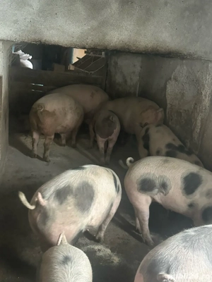 porci de vanzare - imagine 3