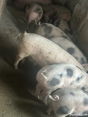 porci de vanzare - imagine 4