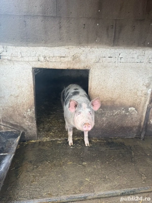 porci de carne  - imagine 2