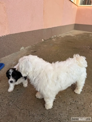 bichon maltez alb negru