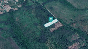 Pădure de foioase – Dorgoş, judeţul Arad - imagine 2