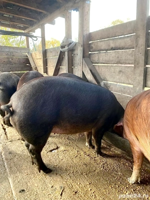 Porci Duroc - imagine 3