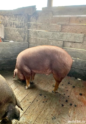 Porci Duroc