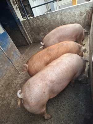 Porci de carne Duroc  - imagine 2