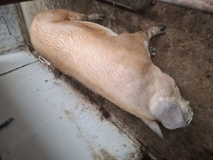 Porci Duroc de Carne  - imagine 4