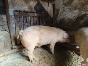 Vand porci de tara 